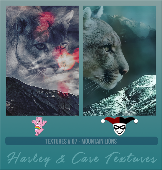 HARLEY & CARE #007 [MOUNTAIN LIONS]
