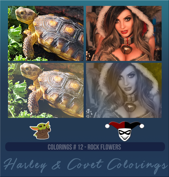 HARLEY & COVET #012 [ROCK FLOWERS]
