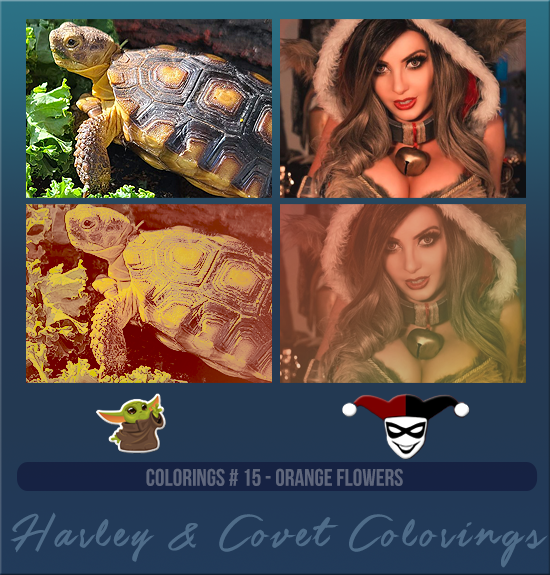 HARLEY & COVET #015 [ORANGE FLOWERS]
