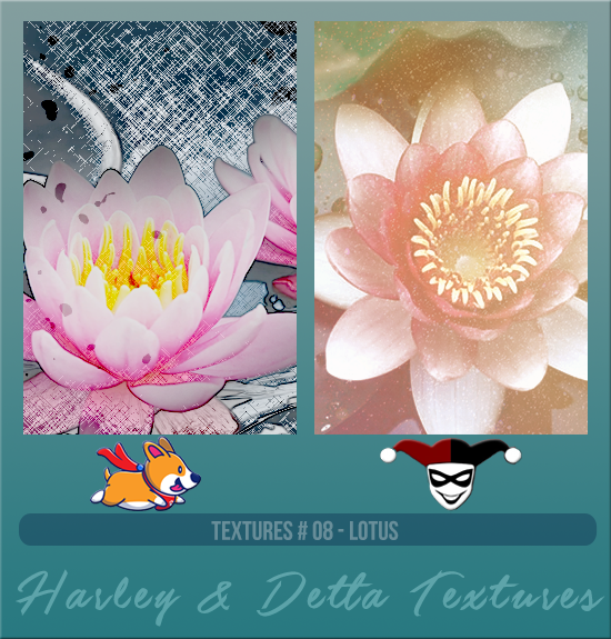 HARLEY & DETTA #008 [LOTUS]
