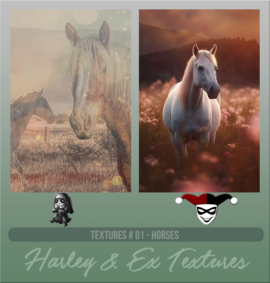 HARLEY & EXPLICIT #001 [HORSES]
Available August 2024 (Summer Beach Party 2023)
