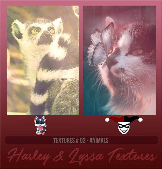 HARLEY & LYSSA #001 [LAS VEGAS] HARLEY & LYSSA #002 [ANIMALS]
Available August 2024 (Summer Beach Party 2023)
