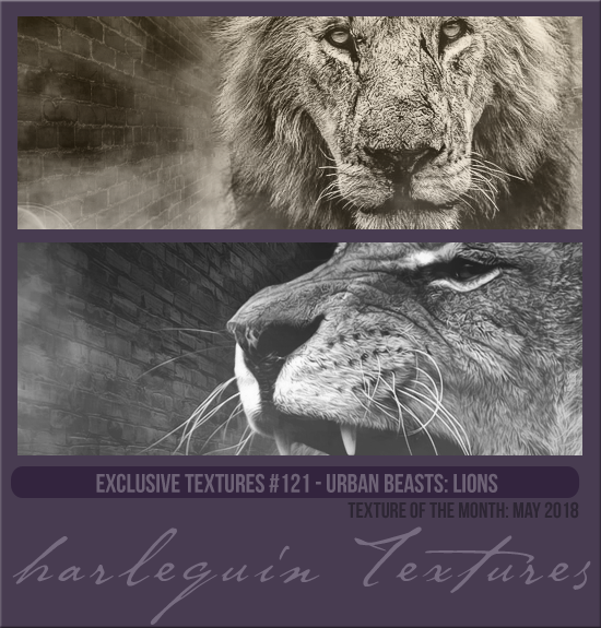 EXCLUSIVE PACK #121 [URBAN BEASTS: LIONS]
