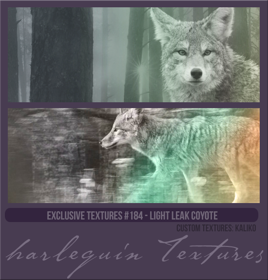 EXCLUSIVE PACK #184 [LIGHT LEAK COYOTES]
