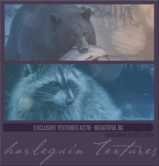 EXCLUSIVE PACK #278 [BEAUTIFUL BC]
(CHRISTMAS 2021)
