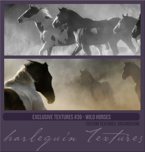 EXCLUSIVE PACK #039 [WILD HORSES]
