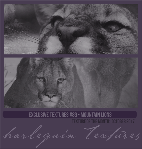 EXCLUSIVE PACK #089 [MOUNTAIN LIONS]
