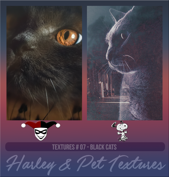 HARLEY & PET #007 [BLACK CATS]
