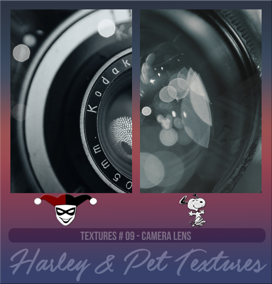 HARLEY & PET #009 [CAMERA LENS]
