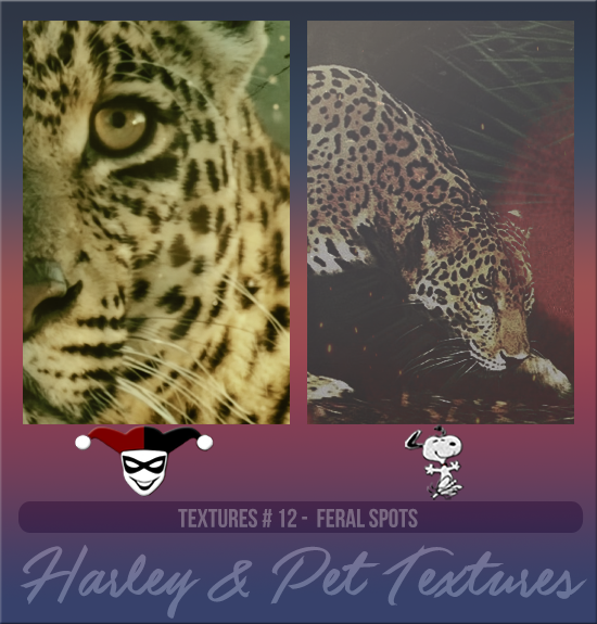 HARLEY & PET #012 [FERAL SPOTS]
