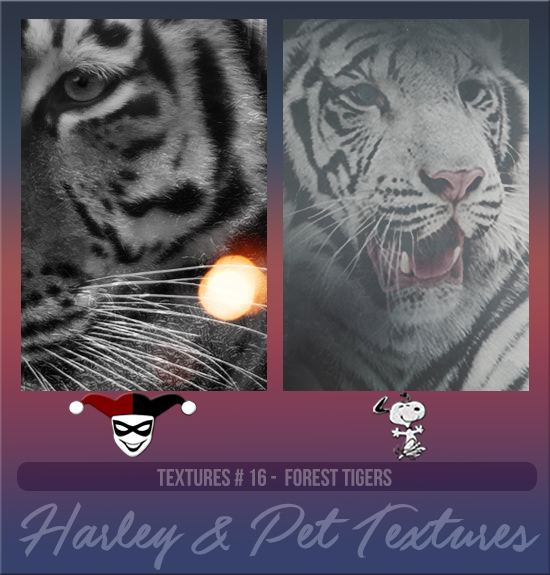 HARLEY & PET #016 [FOREST TIGERS]
